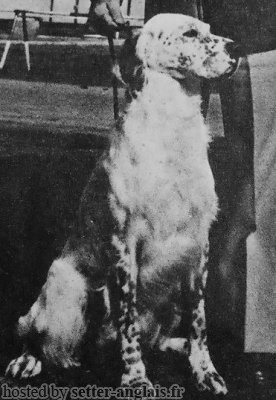 Setter Anglais FARUK DEI DIAVOLI BIANCHI Setter Anglais FARUK DEI DIAVOLI BIANCHI